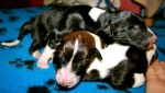Solnyshko Puppies (5)